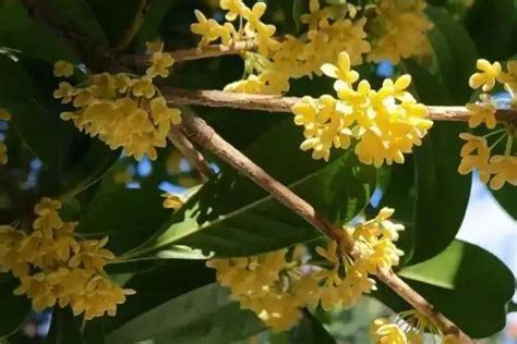 桂花树风水|桂花树的风水禁忌，家里为什么不能种桂花